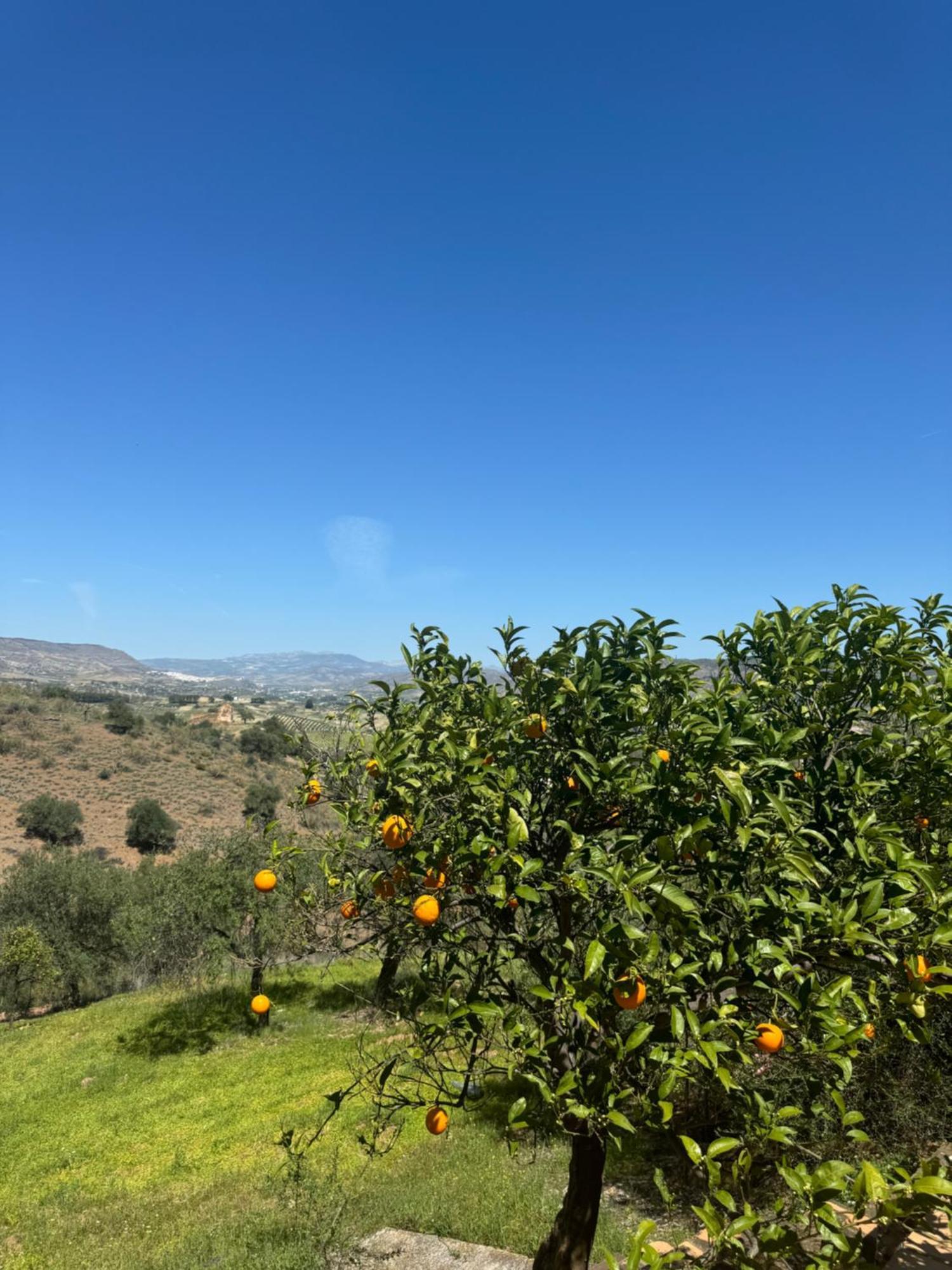 Santa Teresa Bed & Breakfast Andalusien Pizarra Eksteriør bilde