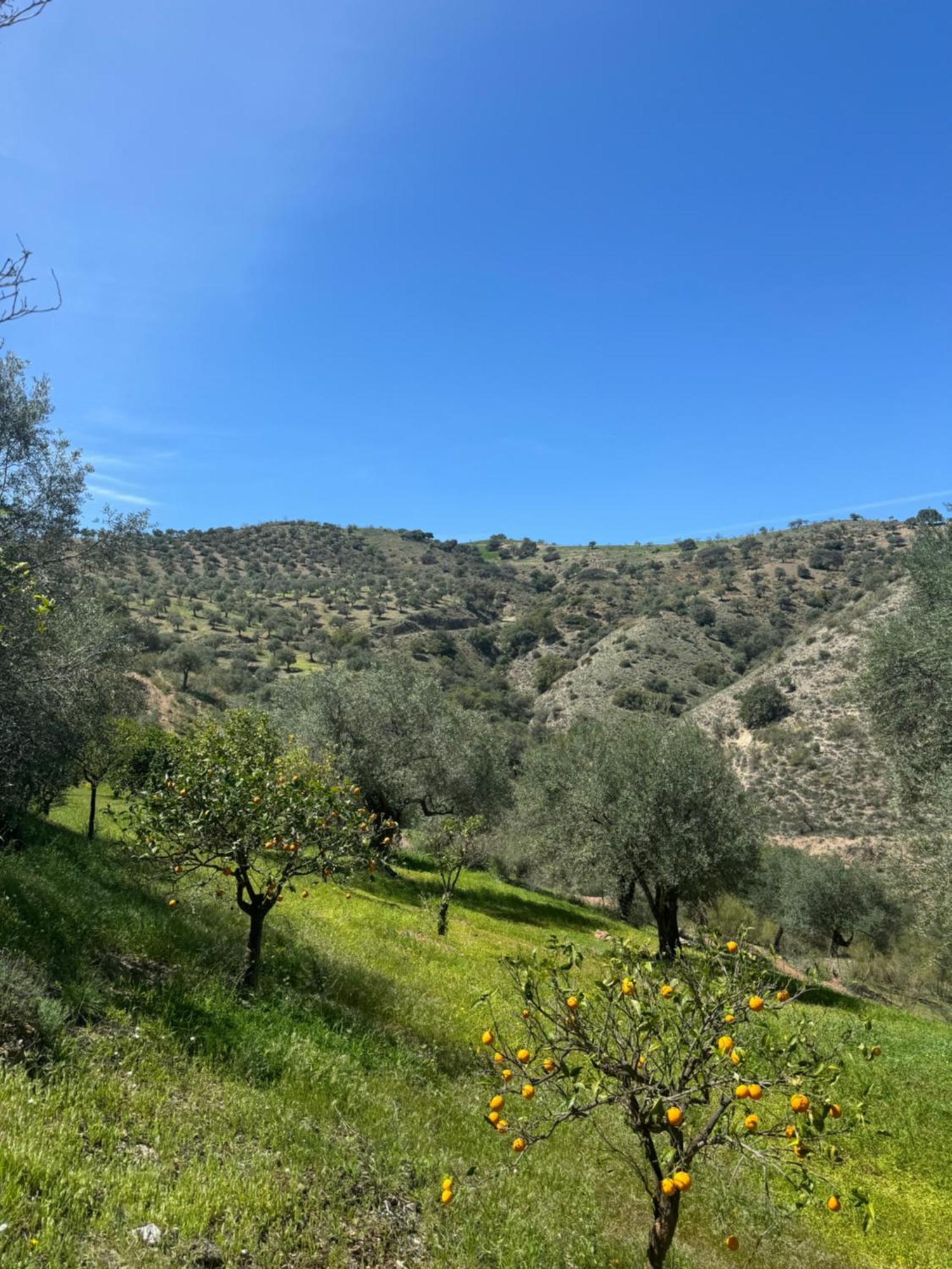 Santa Teresa Bed & Breakfast Andalusien Pizarra Eksteriør bilde
